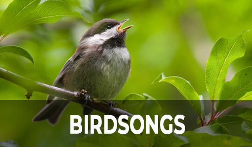 Songbird singing bird songs.